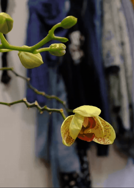 orchid bloom timelapse
