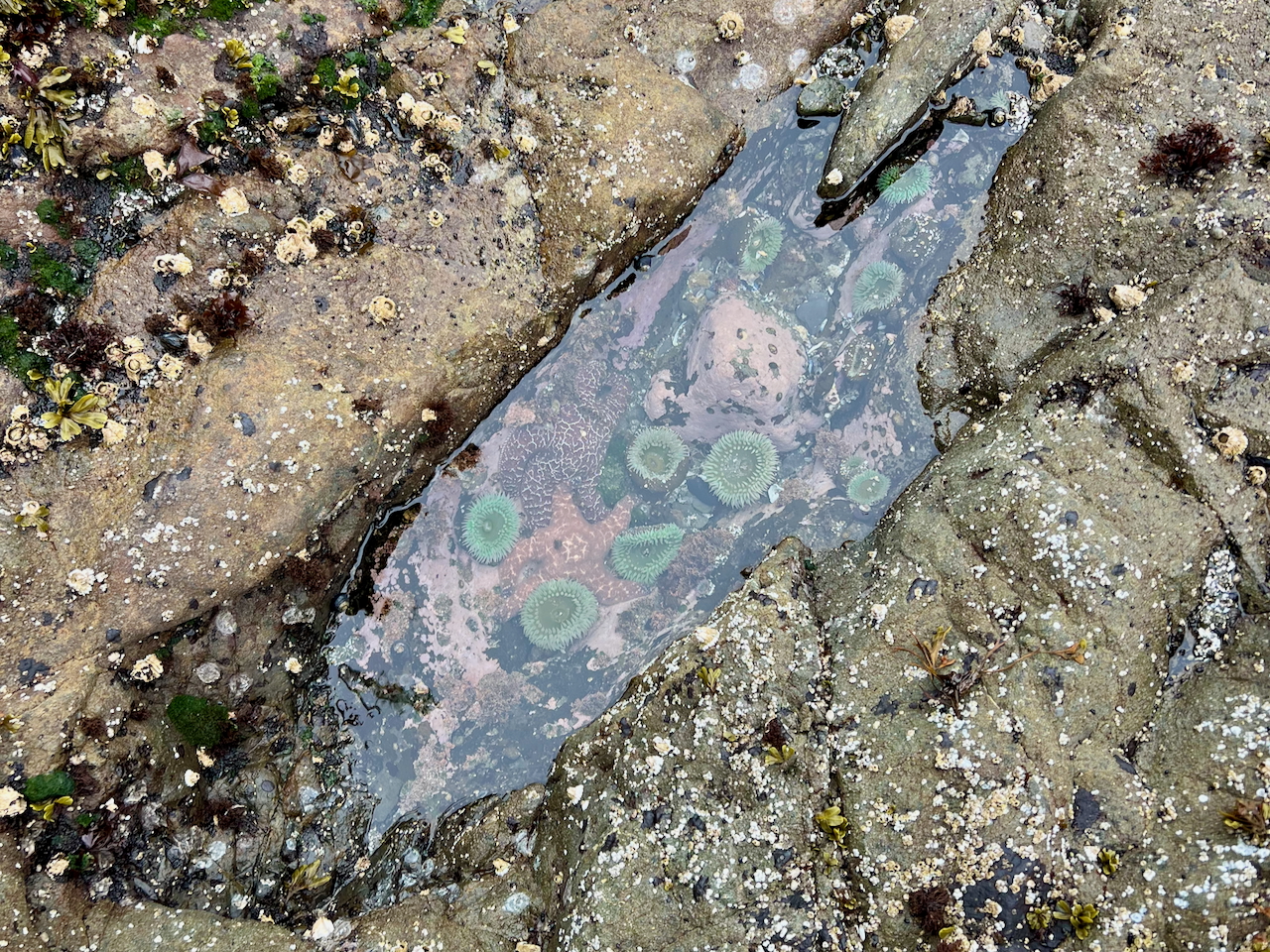 tide-pool